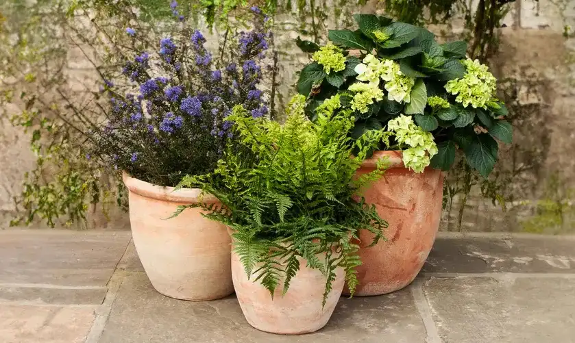 Tuinplanten die werken op je veranda: 5 makkelijke toppers